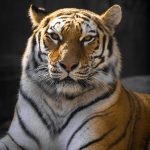 pexels-jhelmuth-3777200